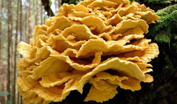 Chicken of the woods recipe